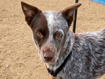 Ariana -  Mixed Breed Dog for Adoption in Georgetown, Texas - Ariana | PetCurious