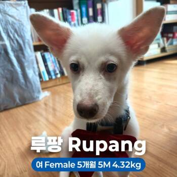 Rupang -  Jindo Dog for Adoption in Northbrook, Illinois - Rupang | PetCurious