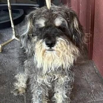 Benji BONDED with Buddy -  Miniature Schnauzer Dog for Adoption in Williston, Vermont - Benji BONDED With Buddy | PetCurious
