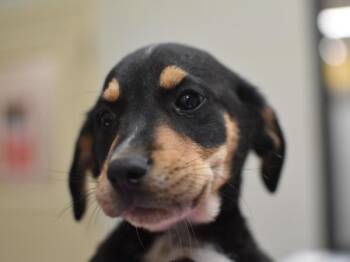 Merlin -  Australian Cattle Dog Blue Heeler and Hound Dog for Adoption in Portland, Oregon - Merlin | PetCurious