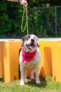 Rescue Labrador Retriever and Basset Hound Dogs for Adoption in Oxford, Mississippi - Summer | PetCurious