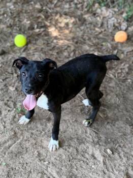 Rollo -  Labrador Retriever Dog for Adoption - Rollo | PetCurious