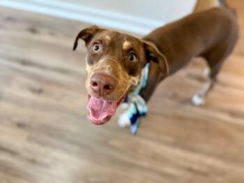 Luna Goofy Buttercup -  German Shorthaired Pointer and Weimaraner Dog for Adoption in Friendswood, Texas - Luna Goofy Buttercup | PetCurious