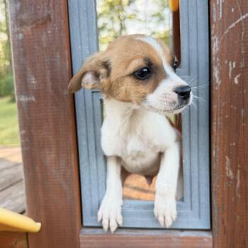 Chihuahua and Jack Russell Terrier Dogs Available for Adoption - Danny Dog | PetCurious