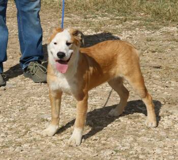 Rescue Mastiff and Great Pyrenees Dogs for Adoption in Bandera, Texas - Barron | PetCurious