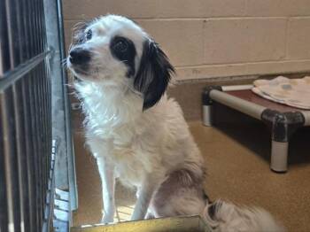 Terrier and Mixed Breed Dogs Available for Adoption in Martinez, California - OYSTER | PetCurious