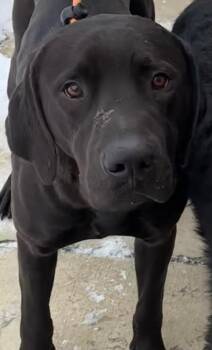 Labrador Retriever Dogs Available for Adoption in Elizabethton, Tennessee - BUCKY | PetCurious