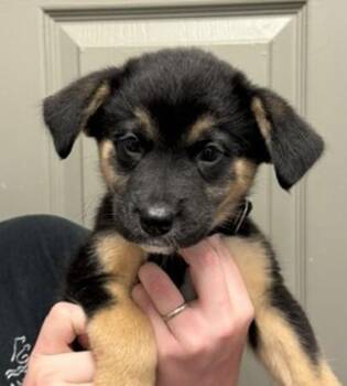 Sasha -  Australian Shepherd Dog for Adoption in Littleton, Colorado - Sasha | PetCurious