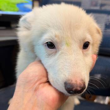 Martha Devotion -  Australian Shepherd and Great Pyrenees Dog for Adoption in Norman, Oklahoma - Martha Devotion | PetCurious