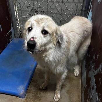 PBA-Stray-11745 -  Mixed Breed Dog for Adoption in Pine Bluff, Arkansas - PBA-Stray-11745 | PetCurious