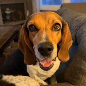 Jessie -  Beagle Dog for Adoption in Spring Hill, Tennessee - Jessie | PetCurious