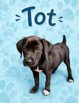Tot -  Labrador Retriever Dog for Adoption in Carmel Hamlet, New York - Tot | PetCurious