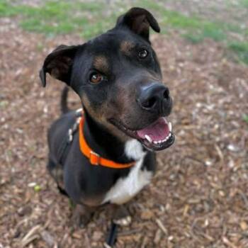 Waldo -  Australian Kelpie and Pit Bull Terrier Dog for Adoption in Center Point, Texas - Waldo | PetCurious