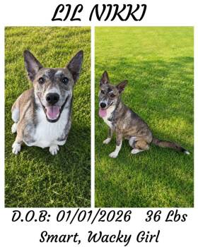 Lil Nikki (Kumquat) -  Basenji and Dutch Shepherd Dog for Adoption in Albany, Georgia - Lil Nikki (Kumquat) | PetCurious
