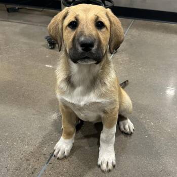 Shepherd and Terrier Dogs Available for Adoption - Chevelle | PetCurious