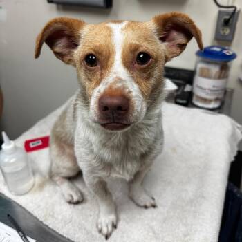 Skye -  Jack Russell Terrier and Chihuahua Dog for Adoption in Lakeland, Florida - Skye | PetCurious