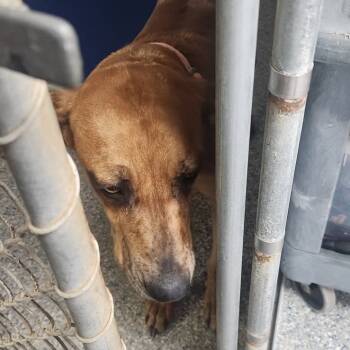 Rescue Hound Dogs for Adoption in Roxboro, North Carolina - Cleopatra | PetCurious