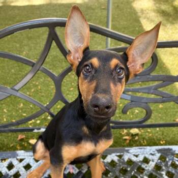 Ace -  Doberman Pinscher and German Shepherd Dog Dog for Adoption in Providence, Rhode Island - Ace | PetCurious