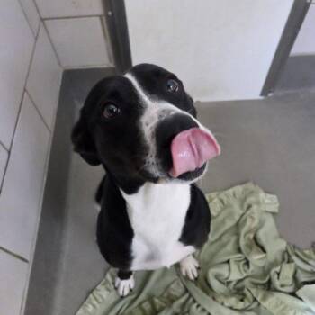 Border Collie and Pit Bull Terrier Dogs Available for Adoption - Vega | PetCurious