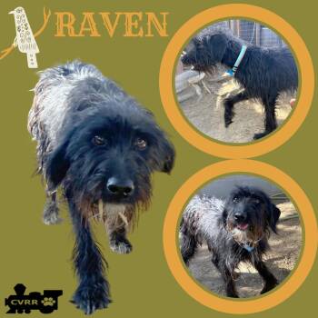 Raven -  German Wirehaired Pointer Dog for Adoption in Lindsay, California - Raven | PetCurious