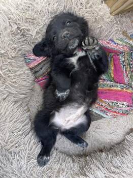 Labrador Retriever and American Staffordshire Terrier Dogs Available for Adoption - JACKIE | PetCurious