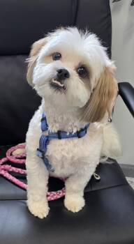 Shih Tzu and Bichon Frise Dogs Available for Adoption in Momence, Illinois - Max | PetCurious