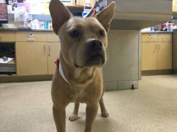 JEZZABELLE -  Pit Bull Terrier and Mixed Breed Dog for Adoption in Riverside, California - JEZZABELLE | PetCurious