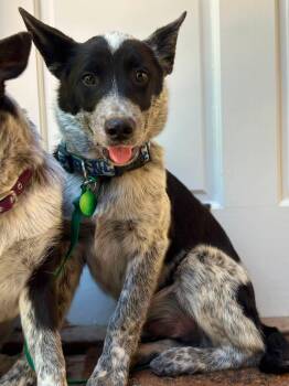 Dak -  Australian Cattle Dog Blue Heeler Dog for Adoption in Paso Robles, California - Dak | PetCurious