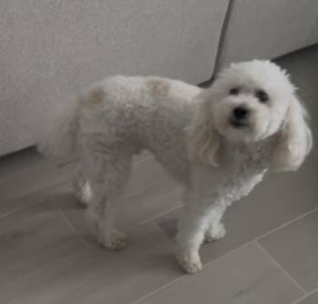 Miniature Poodle and Bichon Frise Dogs Available for Adoption in Boca Raton, Florida - Beaux  | PetCurious