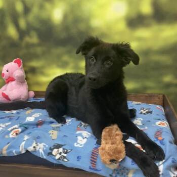 Bridget -  Mixed Breed Dog for Adoption in Auburn, New Hampshire - Bridget | PetCurious