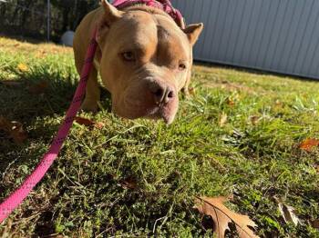 Rescue Pit Bull Terrier Dogs for Adoption in Peoria, Illinois - CHEWY | PetCurious