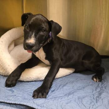 Brew -  Labrador Retriever and Pit Bull Terrier Dog for Adoption in Norman, Oklahoma - Brew | PetCurious