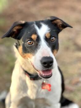 Border Collie Dogs Available for Adoption in Minnetrista, Minnesota - Roxie  | PetCurious