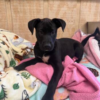 Labrador Retriever and Mixed Breed Dogs Available for Adoption in New York, New York - Lula | PetCurious