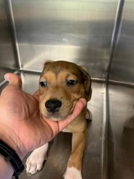 SCARY SPICE -  American Staffordshire Terrier and Mixed Breed Dog for Adoption in Grand Prairie, Texas - SCARY SPICE | PetCurious
