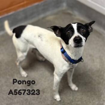 Rat Terrier and Mixed Breed Dogs Available for Adoption - PONGO | PetCurious