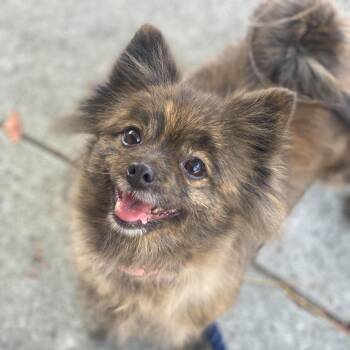 Banana -  Pomeranian Dog for Adoption in San Francisco, California - Banana | PetCurious
