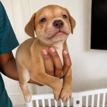 Nutmeg -  American Staffordshire Terrier and Great Dane Dog for Adoption in San Diego, California - Nutmeg | PetCurious