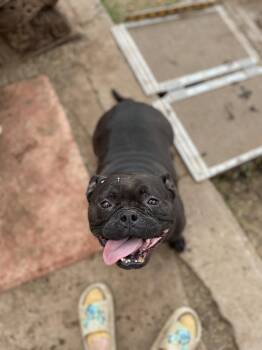 Rescue American Bully Dogs for Adoption in Amarillo, Texas - Chloe | PetCurious