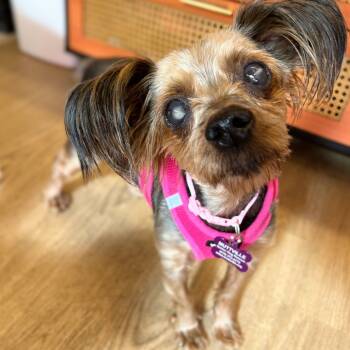 Rescue Yorkshire Terrier Dogs for Adoption in San Francisco, California - Ada Lovelace 13530 | PetCurious