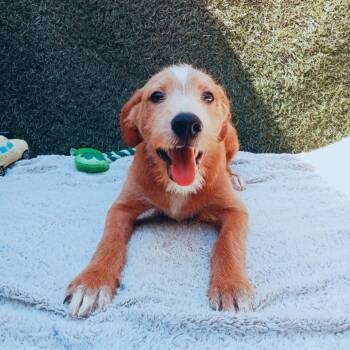 Rescue Irish Terrier Dogs for Adoption in San Diego, California - Max | PetCurious