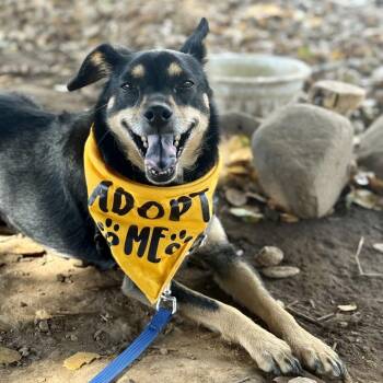 Bandit -  Chihuahua Dog for Adoption in Sonoma, California - Bandit | PetCurious