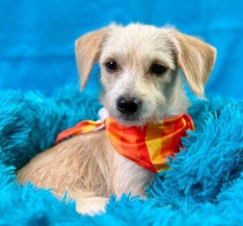Rescue Terrier Dogs for Adoption in Hondo, Texas - Mabel - Given Away For Free At A Flea Market - But She