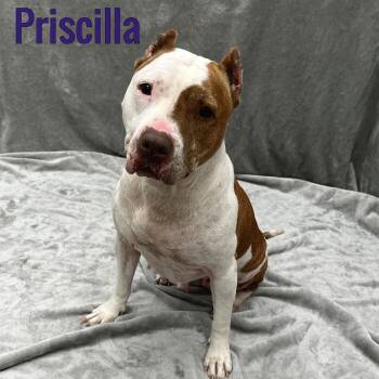 Priscilla -  Pit Bull Terrier Dog for Adoption in Pleasantville, New Jersey - Priscilla | PetCurious