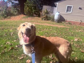 Shawn -  Shetland Sheepdog Sheltie and Collie Dog for Adoption in Weare, New Hampshire - Shawn | PetCurious