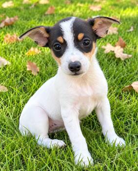 George -  Jack Russell Terrier and Rat Terrier Dog for Adoption in New Baltimore, Michigan - George | PetCurious