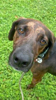Rescue Hound Dogs for Adoption in Herndon, Virginia - Bobo | PetCurious