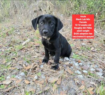 Black Labrador Retriever Dogs Available for Adoption - Azula | PetCurious