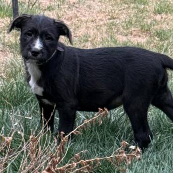 Terrier Dogs Available for Adoption in Parker, Colorado - 434 (2026) Midnight | PetCurious