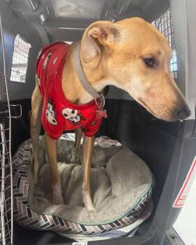 Wish -  Saluki Dog for Adoption in Palos Heights, Illinois - Wish | PetCurious
